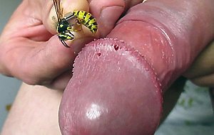 Wasp on my cock 2 