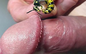 Wasp on my cock 2 